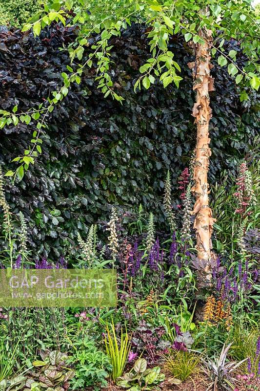A hedge of Fagus sylvatica Atropurpurea - Copper Beech - provides a backdrop to a border with Betula nigra - River Birch tree - underplanted with perennials. RHS Hampton Court Palace Garden Festival 2019.  Sponsor: Lower Barn Farm.