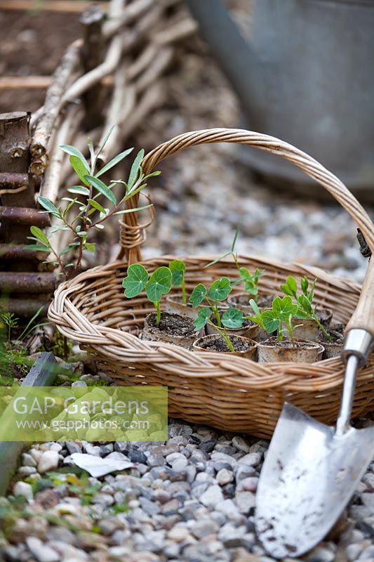 Basket of nasturtium seedlings ready to plant in bed.