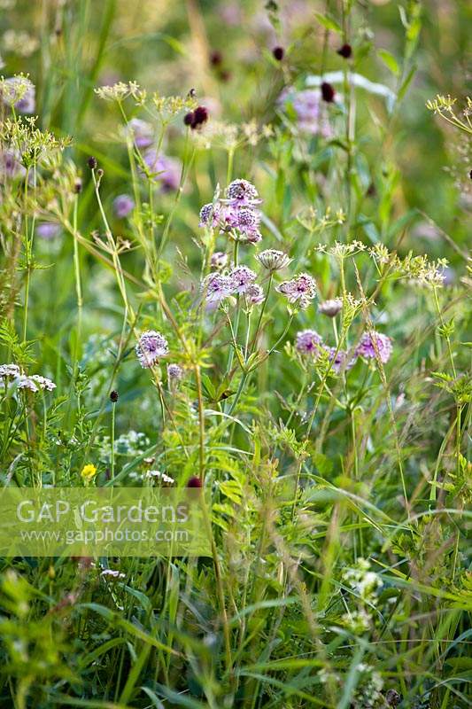 Wildflower meadow with Astrantia major - great masterwort, Sanguisorba officinalis - great burnet and Dancus carota - wild carrots.