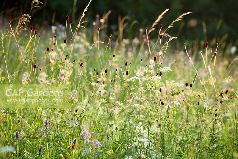 Sanguisorba officinalis - great burnet, Astrantia major, Gallium molugo and wild grasses  in wildflower meadow.