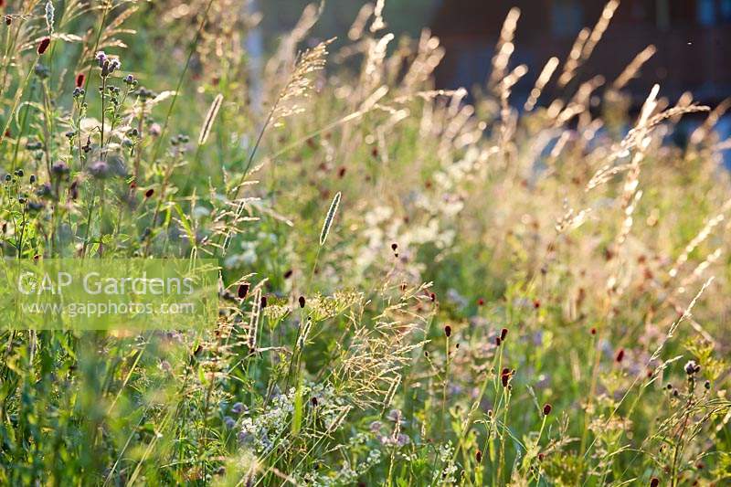 Wild flowers and grasses in a meadow - Sanguisorba officinalis - great burnet, Astrantia major, Phleum pratense and Dancus carota.