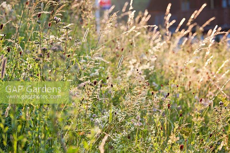 Wild flowers and grasses in July meadow, Sanguisorba officinalis - great burnet, Astrantia major, Phleum pratense, Dancus carota.