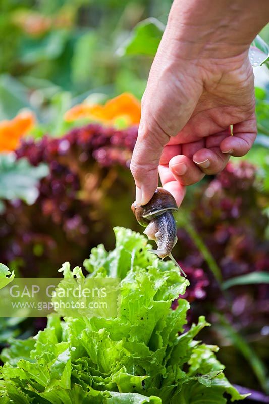 Picking snails off lettuce.