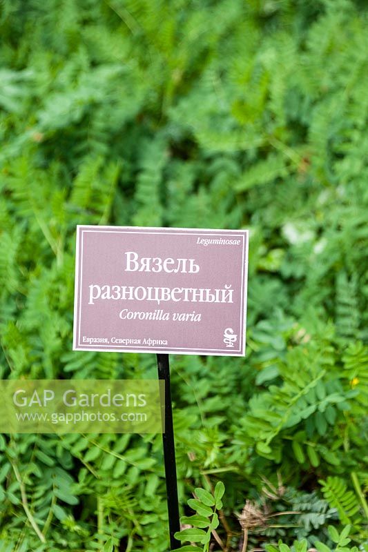 Plant label for Coronilla varia in Russian and latin. 
