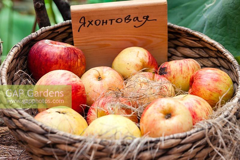 Basket of apples with label in Russian inside the Exhibition Glasshouse. Aptekarsky Ogarod. Translation: The Old Apothecary's Garden. Moscow, Russian Federation. September.