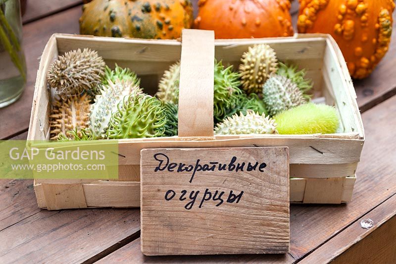 Basket of seedpods inside the Exhibition Glasshouse with hand written label in Russian. Aptekarsky Ogarod. Translation: The Old Apothecary's Garden. Moscow, Russian Federation. September.