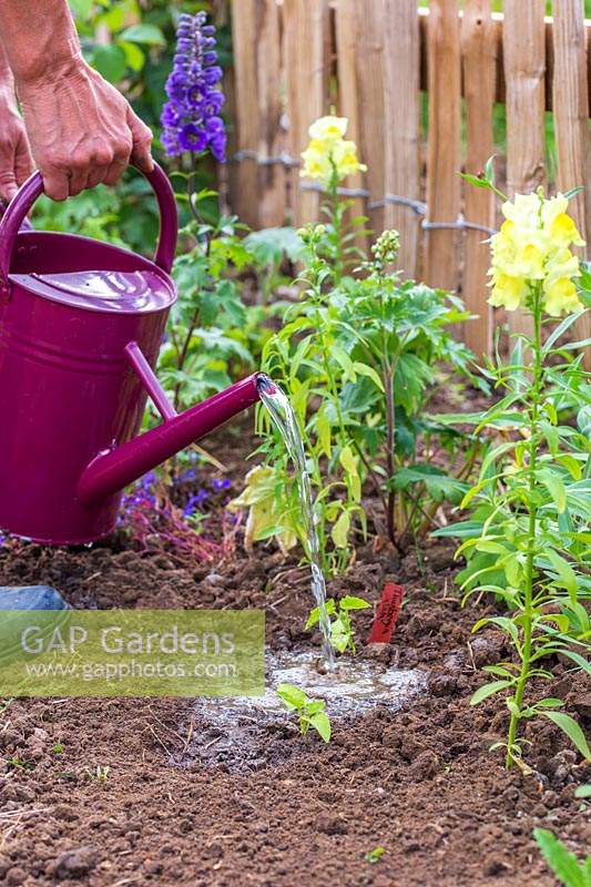 Woman watering newly planted Thunbergia alata young plants with watering can