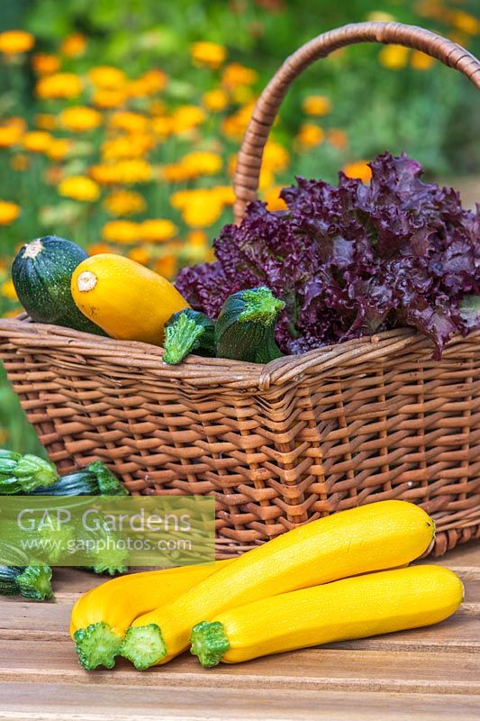 Harvested Courgette 'Oreila' displayed with other Courgettes and basket