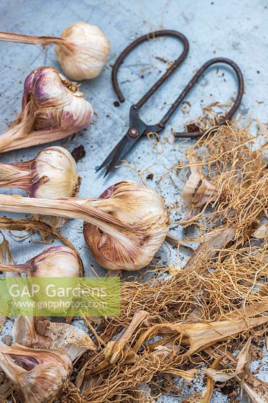 Harvested Elephant Garlic - scissors used to remove dried roots.