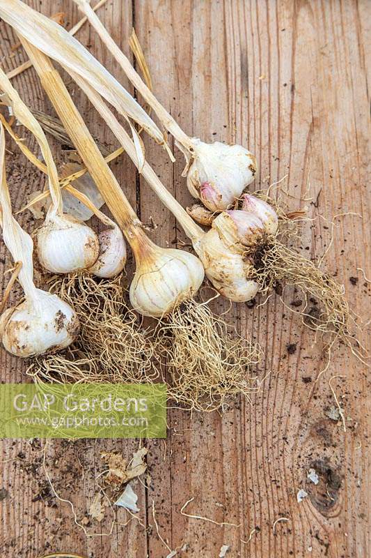 Harvested  Garlic 'Arno' on wooden background