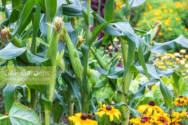 Zea mays - maize, sweetcorn plants - August