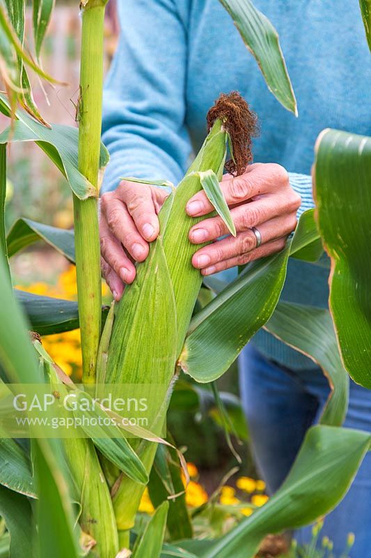 Woman testing Sweetcorn cob to check if ready to harvest
