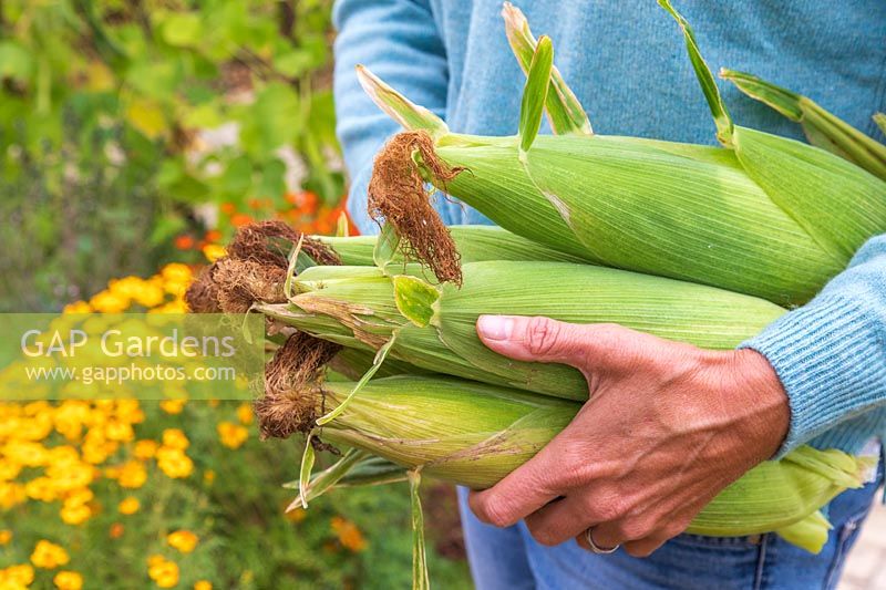 Woman carrying bundle of harvested Sweetcorn 'Tyson' cobs