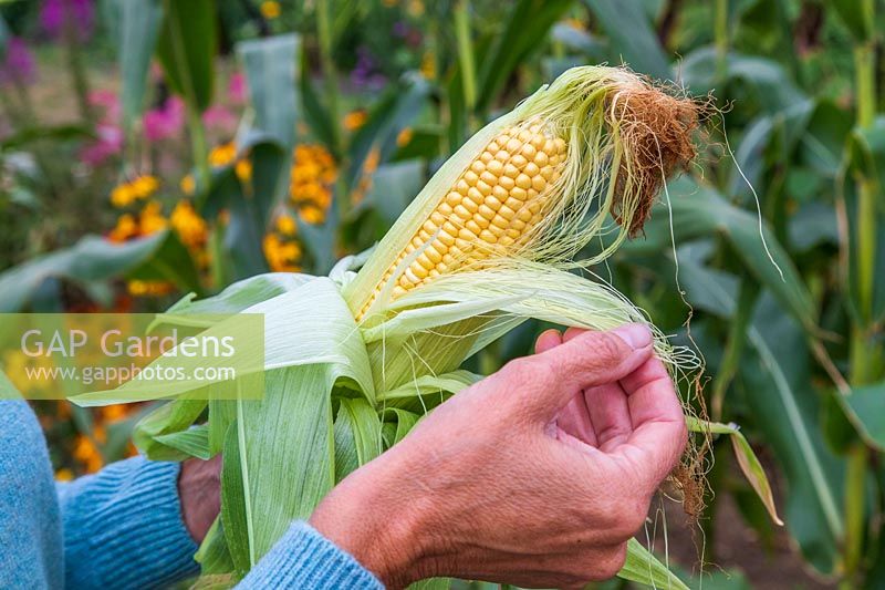 Woman opening newly harvested Sweetcorn 'Tyson' cob by peeling back the husk