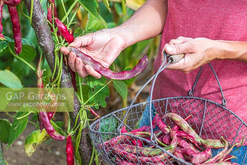 Woman picking Climbing Beans 'Firetongue' - late harvest