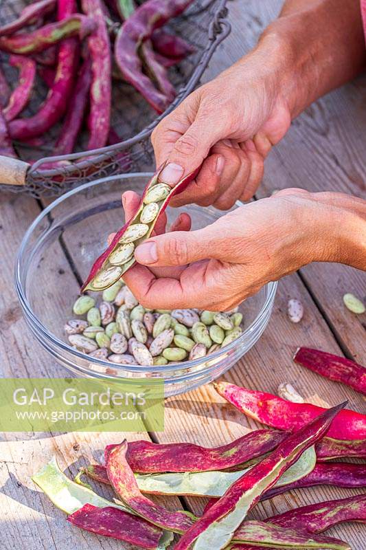 Woman opening bean pod to remove the beans - picked at shelling stage