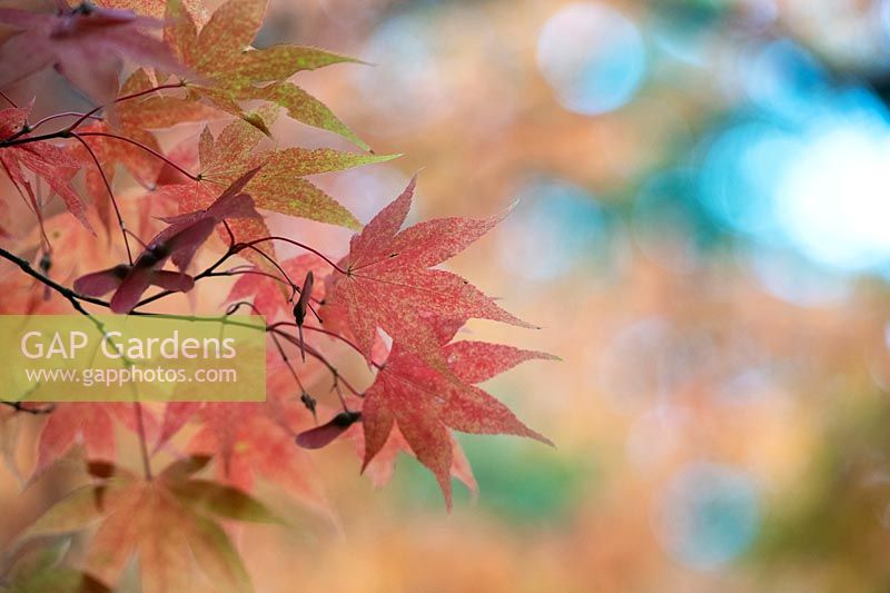 Acer palmatum 'Amoenum' - Japanese maple leaves in autumn