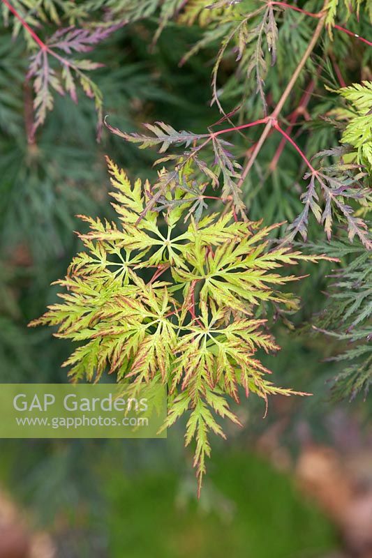 Acer palmatum 'Emerald lace'  - Japanese maple 'Emerald lace'  foliage in september