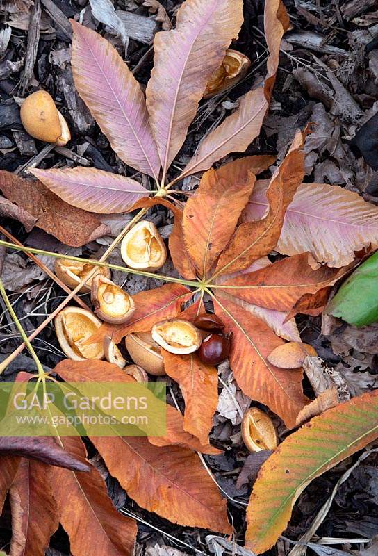 Aesculus x neglecta 'Autumn fire' - Yellow Horse Chestnut fallen leaves and conkers