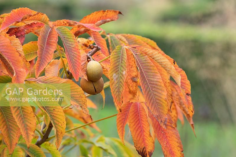 Aesculus x neglecta 'Autumn fire' - Yellow Horse Chestnut