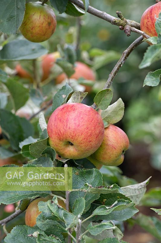 Malus domestica 'Queen Alexandra' - Apple 'Queen Alexandra' fruit on the tree in autumn