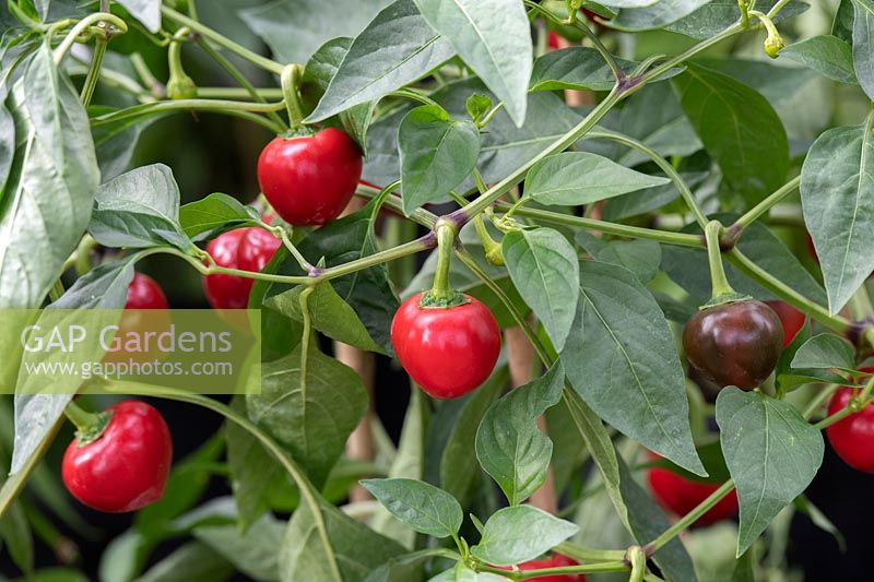 Capsicum annuum 'Cherry bomb' - Hot Cherry Pepper 'Cherry Bomb' fruit on the plant.