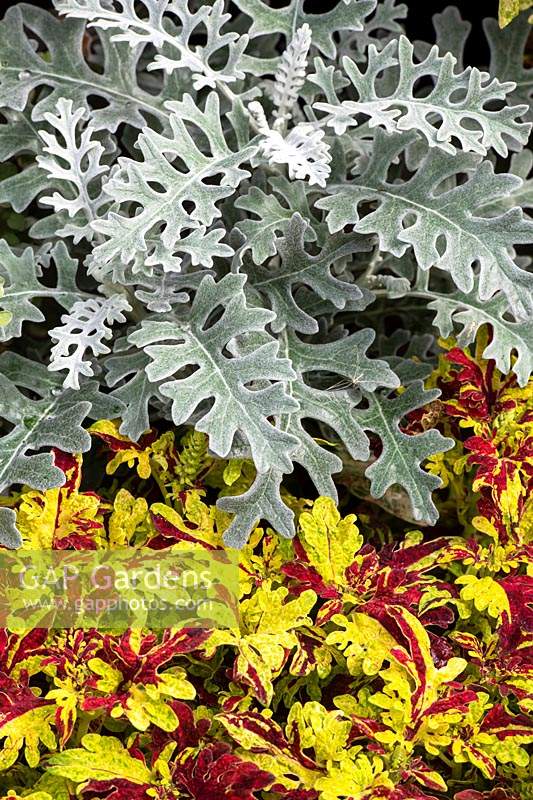 Senecio cineraria 'Silver dust' with Solenostemon 'Friendship' - Silver ragwort 'Silver Dust' and Coleus foliage.