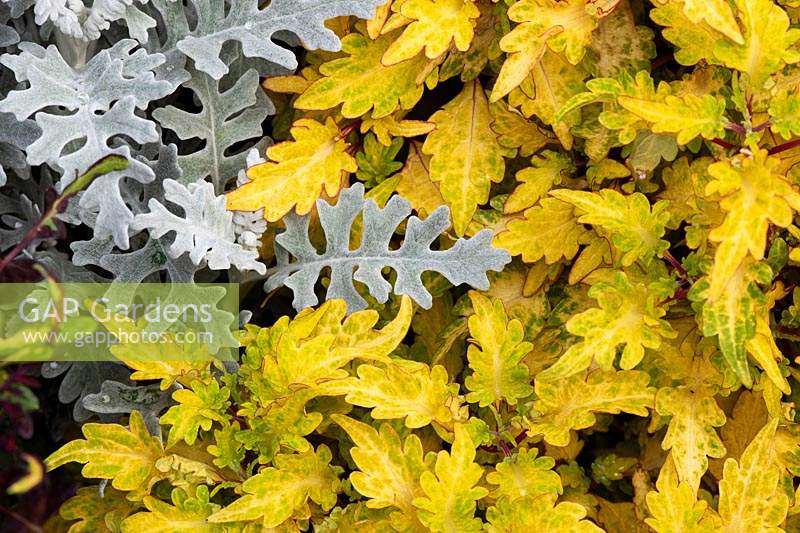 Senecio cineraria 'Silver dust' and Solenostemon 'Spire' - Silver ragwort 'Silver Dust' and Coleus foliage