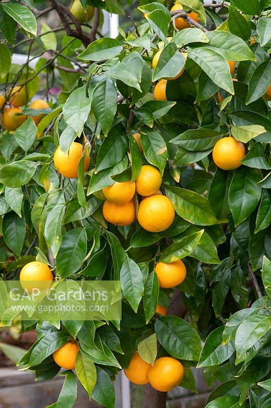 Citrus x aurantium valencia late - Valencia Oranges on the tree at RHS Wisley.