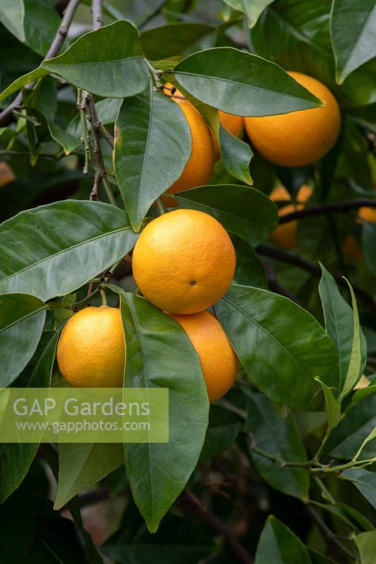 Citrus x aurantium valencia late -  Valencia Oranges on the tree at RHS Wisley