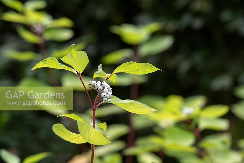 Cornus alba 'Aurea' - Golden Tartarean dogwood berries