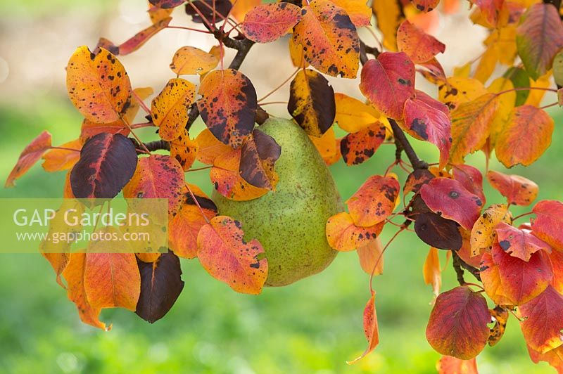 Pyrus communis 'Beurre Bachelier' - Pear 'Beurre Bachelier' with autumn foliage.