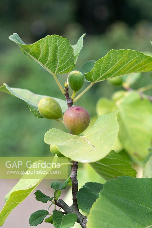 Fig Drap D'or, Ficus carica fruits ripening on the plant.