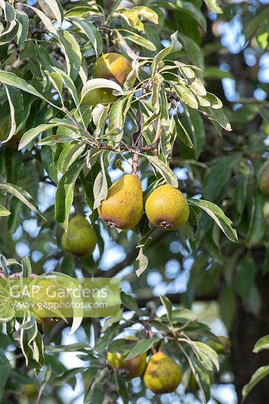 Pyrus salicifolia 'Pendula' - Pendulous willow-leaved pear tree fruit.