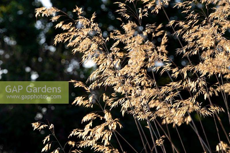 Stipa gigantea - Golden oats grass in the evening sunlight.