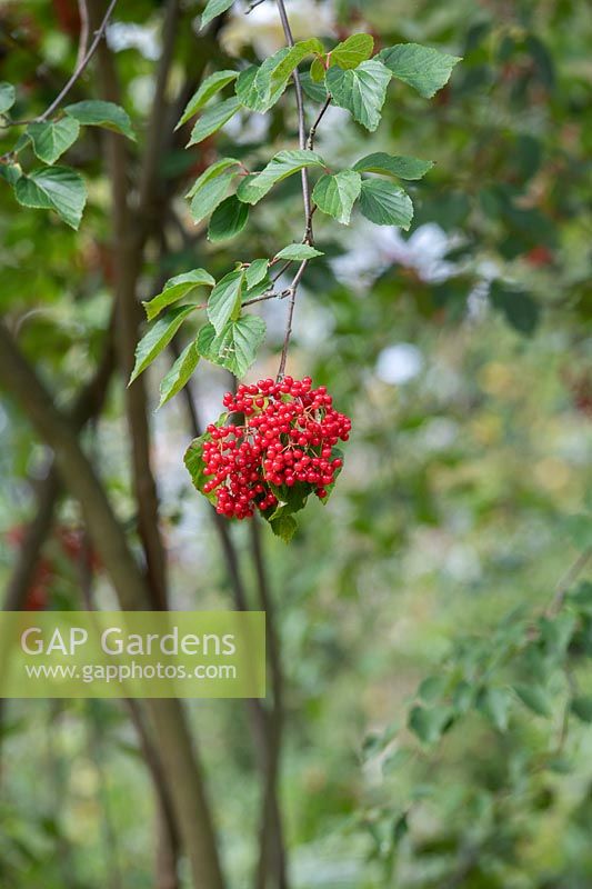 Viburnum betulifolium - Birchleaf viburnum berries in autumn