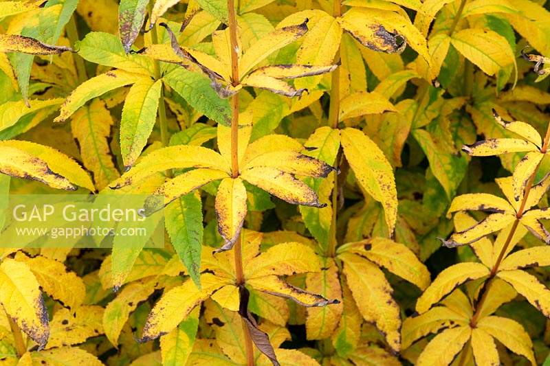 Veronicastrum 'Adoration' - Culver's root foliage in autumn