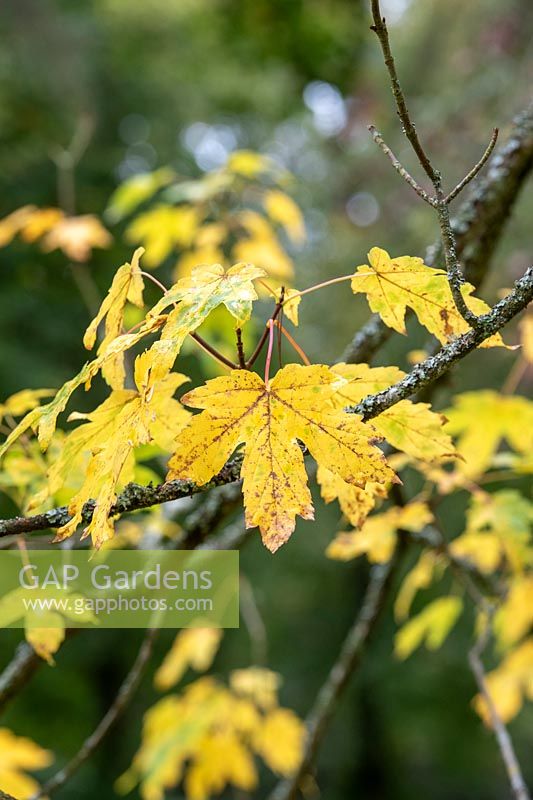 Acer heldreichii - Greek maple leaves in autumn