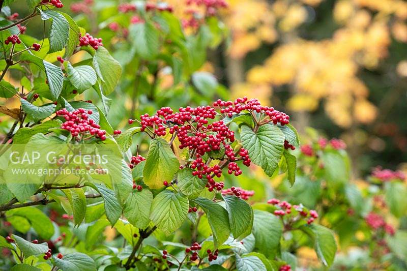 Viburnum dilatatum - Linden Viburnum red berries in autumn