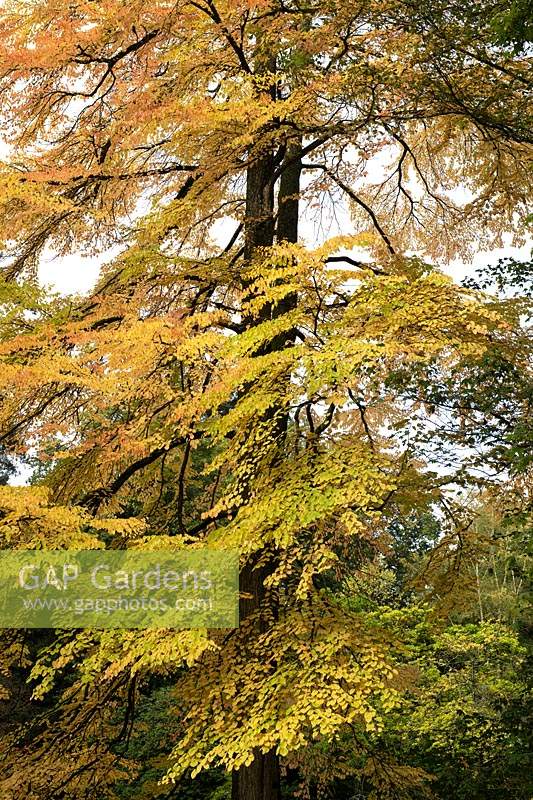 Cercidiphyllum japonicum - Katsura tree in autumn at Westonbirt Arboretum
