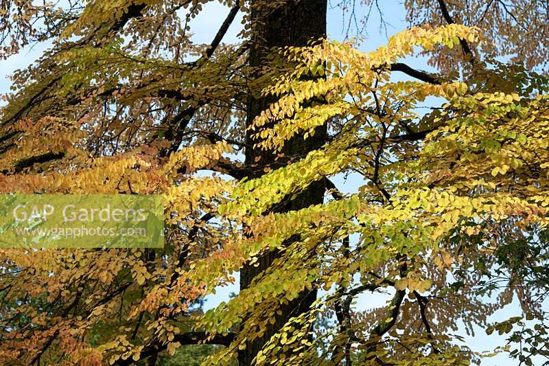Cercidiphyllum japonicum - Katsura tree in autumn at Westonbirt Arboretum - Panoramic