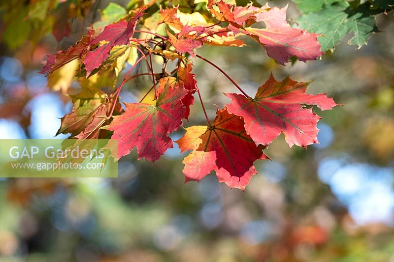 Acer platanoides 'Globosum' - Norway maple foliage in autumn