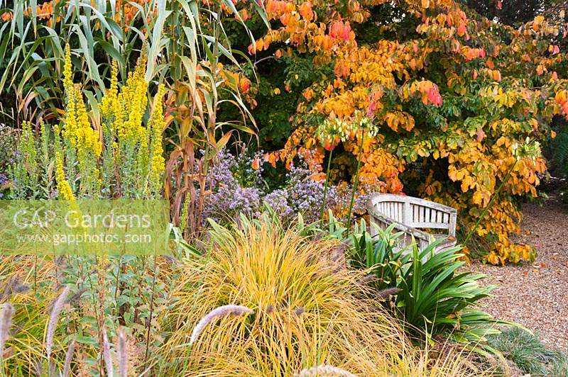 Upright Solidago californica with Pennisetum, Agapanthus, Arundo donax, Aster and Parrotia persica - Persian Ironwood, surrounding a bench