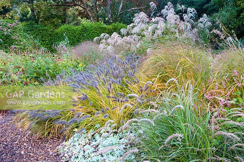 Section of a bed with: Persicaria, Pennisetum, Miscanthus and hardy Geranium