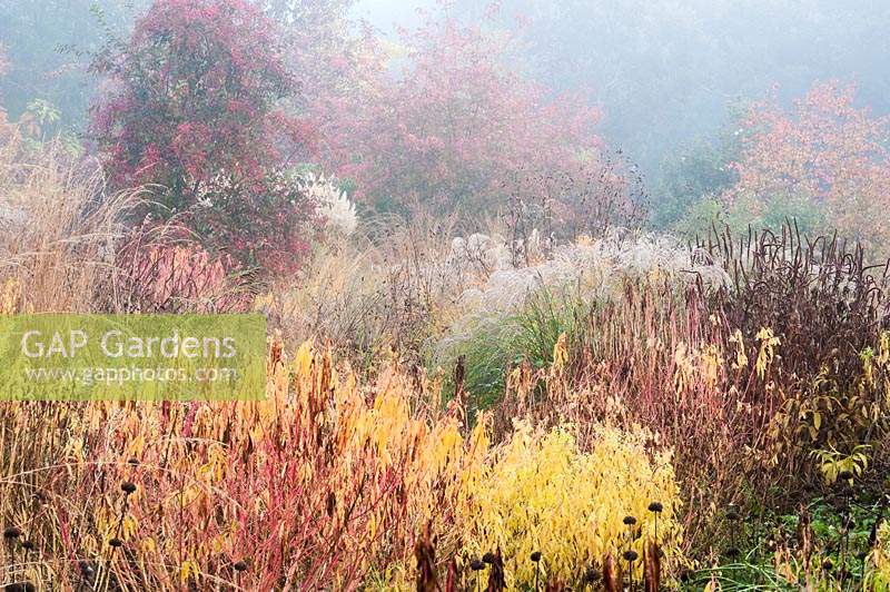 View across bed in mist, plants include: Miscanthus, Euphorbia palustris and the seed heads of Phlomis russeliana, Veronicastrum and Sanguisorba 