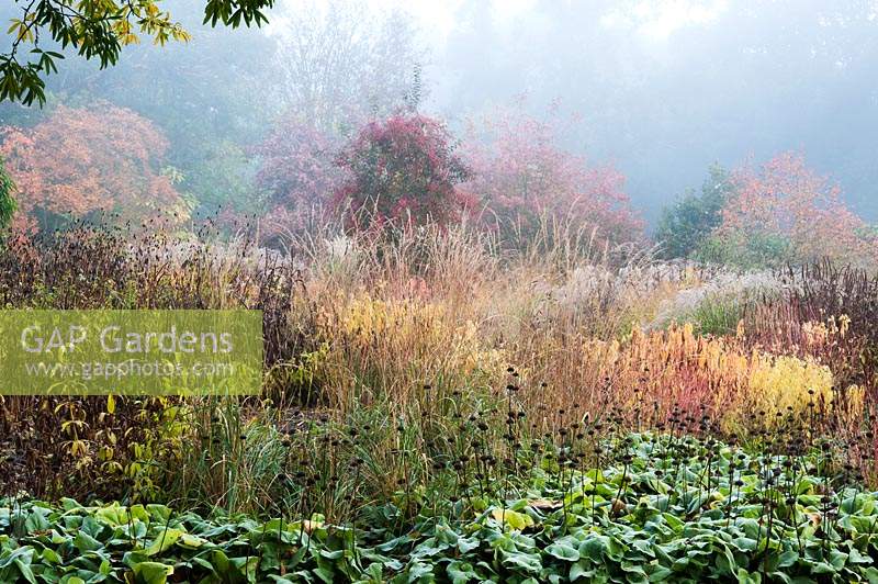 Miscanthus with Euphorbia palustris, seed heads of veronicastrum, Phlomis russeliana and sanguisorba with Euonyms europaeus 'Red Cascade' 