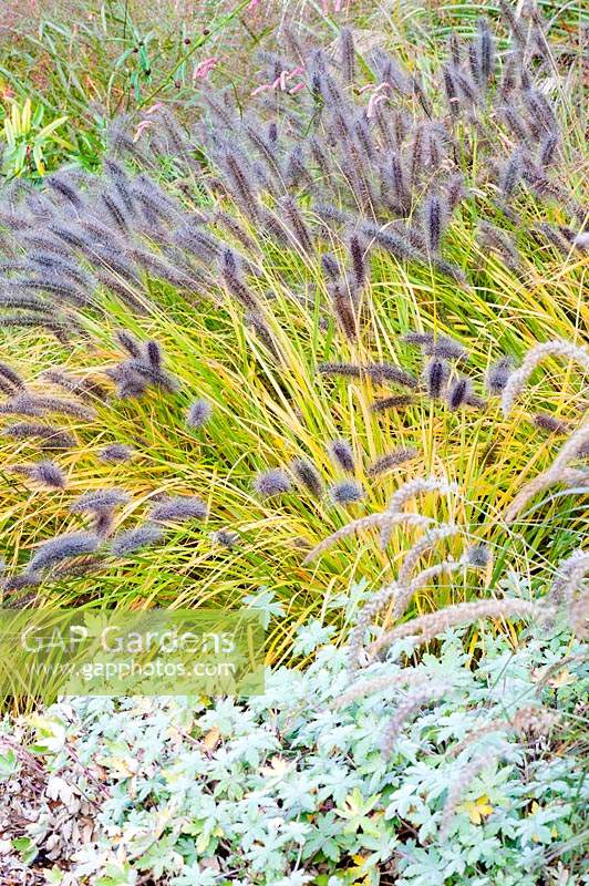 Pennisetum alopecuroides 'Red Head' with hardy geraniums at Knoll Gardens in autumn