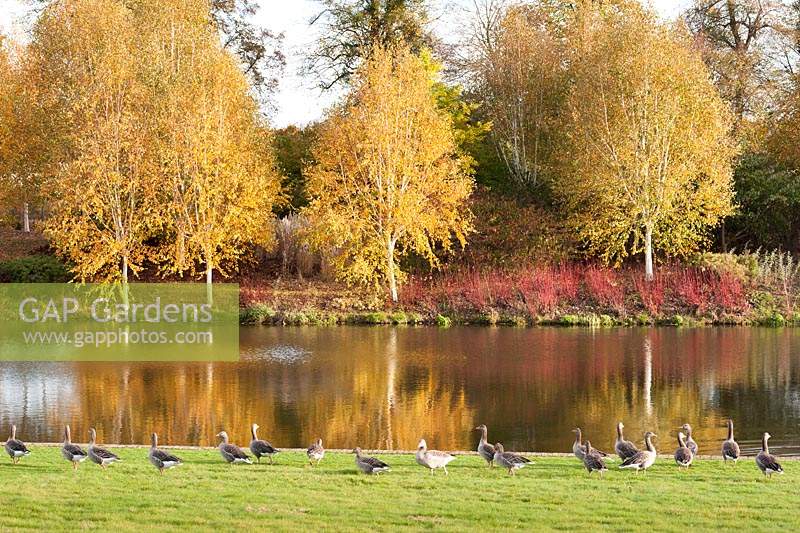 Geese by pond reflecting Betula utilis var. jacquemontii and red stemmed Cornus alba 'Sibirica' 
