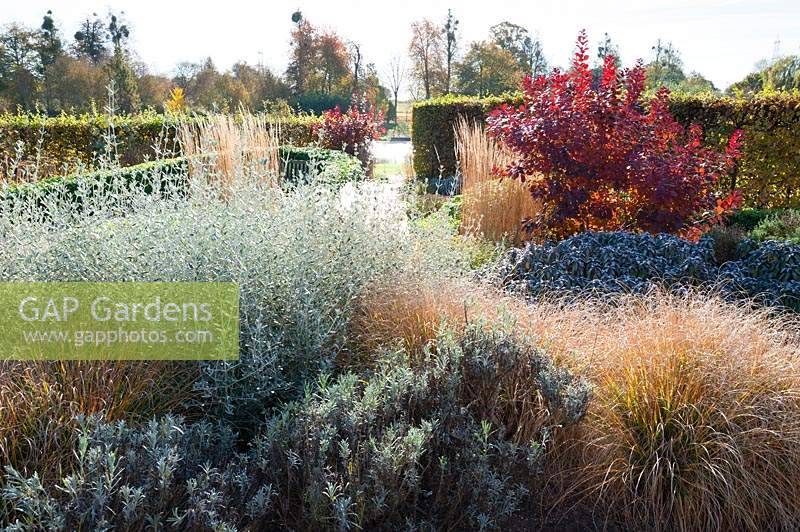 Planting in the walled garden at Marks Hall in autumn designed by Brita von Schoenaich includes Teucrium fruticans, Lavender, Grasses, sage and Cotinus coggygria 'Royal Purple'