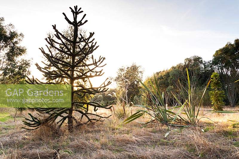 An area of southern hemisphere species, Gondwanaland, including Araucaria araucana - monkey puzzle tree, New Zealand pampas, Cortaderia richardii and Kniphofia rooperi at Marks Hall Gardens in autumn